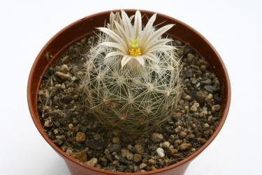 Escobaria duncanii *2^ SB909 Brewster Co., TX, USA 