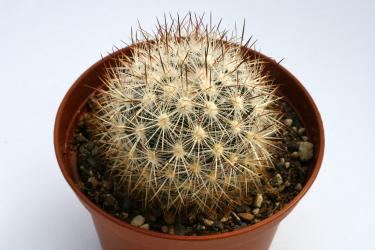 Escobaria organensis *1^ 