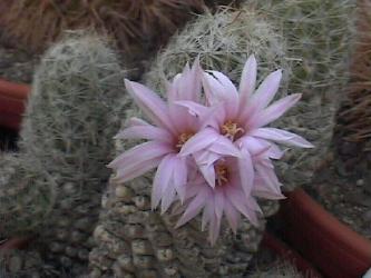 Escobaria tuberculosa *2^ PV338 Las Cruces, NM, USA 