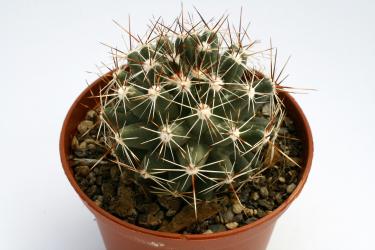 Escobaria vivipara % *2^ Colorado Springs, CO, USA 