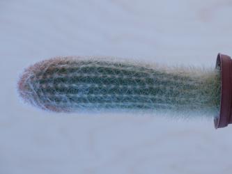 Espostoa mirabilis v. primigena 