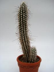 Eulychnia saint-pieana 