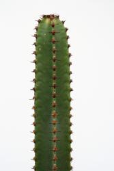 Euphorbia canariensis >. 