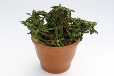 Euphorbia decaryi $ § >. 