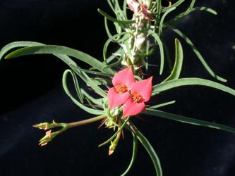 Euphorbia gottlebei >. W. Sakaraha, Madagaskar 