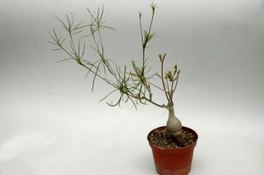 Euphorbia hedyotoides Y. $ 