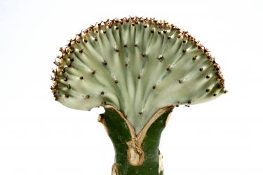 Euphorbia lactea f. cristata VE >. 