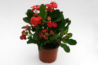 Euphorbia milii Vulcanus 