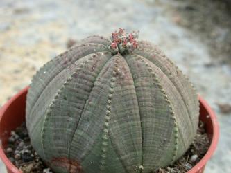 Euphorbia obesa 