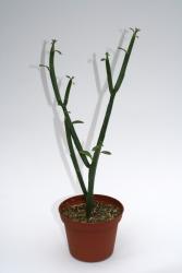 Euphorbia pteroneura 