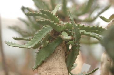 Euphorbia stellata % Y. 