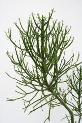 Euphorbia tirucallii 