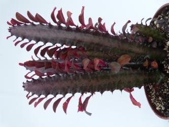 Euphorbia trigona f. rubra 