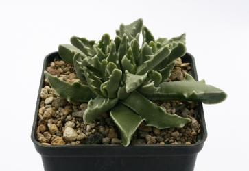 Faucaria bosscheana 