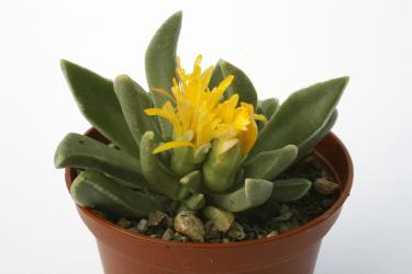 Faucaria paucidens w. of Graaf Reinet, RSA 