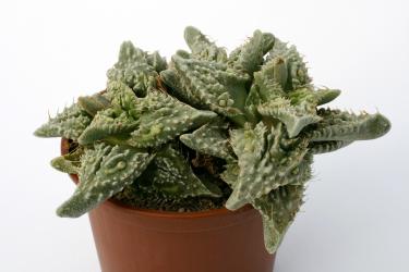 Faucaria tuberculosa Sato-Japan-Hybride 