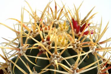 Ferocactus diguetii Isla Ceralboa, BC, MEX 