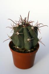 Ferocactus peninsulae n. of Ciudad Insurgentes, BCS, MEX 