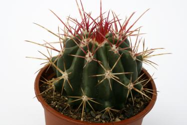 Ferocactus pringelei v. pilosus 
