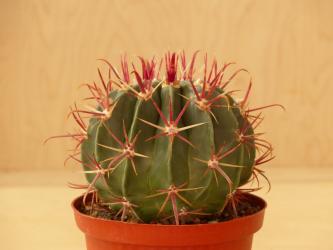 Ferocactus recurvus Abad-Astatia, Oax, MEX 