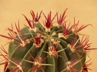 Ferocactus recurvus Salina, Zacatecas, MEX 