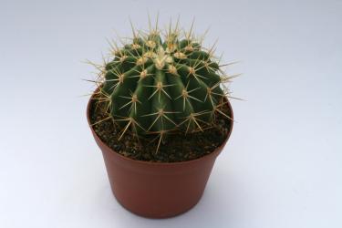 Ferocactus reppenhagenii 