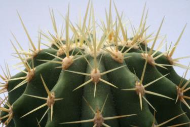 Ferocactus reppenhagenii 
