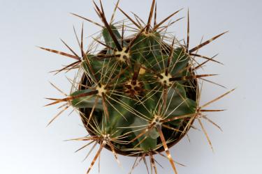 Ferocactus robustus Tecamachalco, Pue, MEX 
