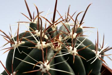 Ferocactus townsendianus Todos Santos, BC, MEX 