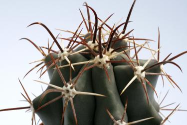 Ferocactus townsendianus $ La Paz, BCS, MEX 