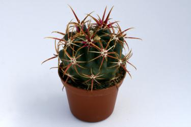 Ferocactus viridescens DJF4.37 Las Palmas, BCN 