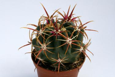 Ferocactus viridescens La Jolla, CA, USA 