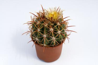 Ferocactus viridescens Santee, CA, USA 