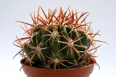 Ferocactus viridescens Santee, CA, USA 