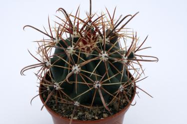 Ferocactus wislizenii *2^ 