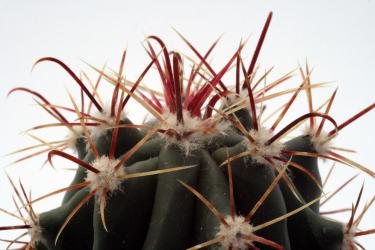 Ferocactus wislizenii *2^ SB228 Luna Co., NM, USA 