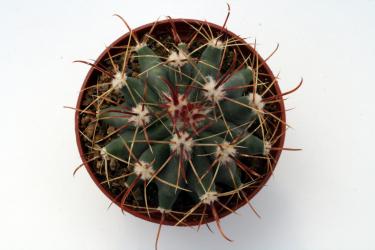 Ferocactus wislizenii *2^ SB228 Luna Co., NM, USA 