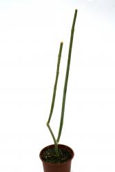 Folotsia sarcostemmoides ES3227 Madagascar 