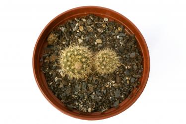 Frailea alexanderi VoS303 e. Ita Moroti, Paraguay 