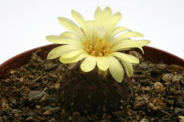 Frailea asterioides FS485 