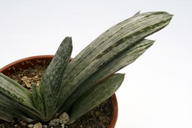 Gasteria brachyphylla f. variegata 