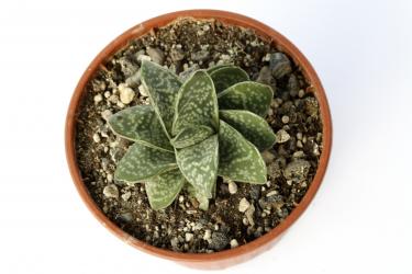 Gasteria gracilis 