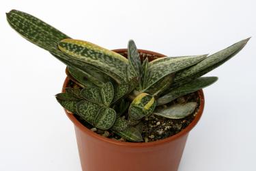 Gasteria gracilis 