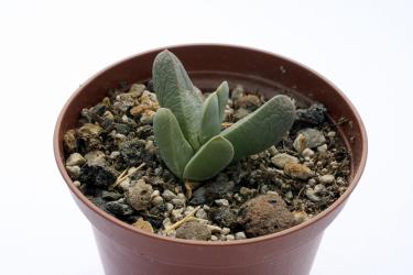 Gibbaeum haagei 