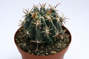 Glandulicactus crassihamatus 
