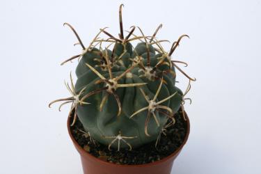 Glandulicactus mathssonii *3^ HO152 San Luis de la Paz, Gto, MEX 