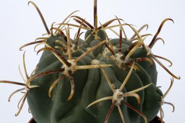 Glandulicactus mathssonii *3^ 
