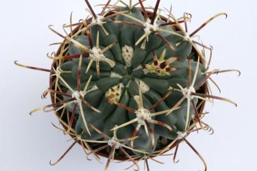 Glandulicactus mathssonii *3^ SB1449 San Luis de la Paz, Gto, MEX 