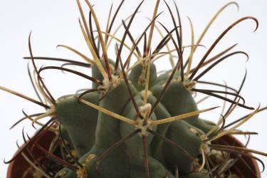 Glandulicactus wrightii *3^ SB341 El Paso Co., TX, USA 