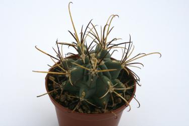 Glandulicactus uncinatus var. wrightii *3^ 